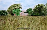 Beanfield at High Slakes
