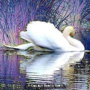 Swan