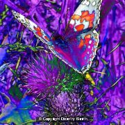 Butterfly on thistles