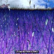 Summer meadow