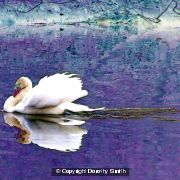 Swan reflected