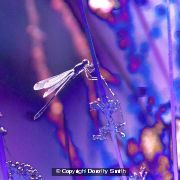 Small sunlit dragonfly
