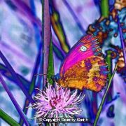 Butterfly on flower