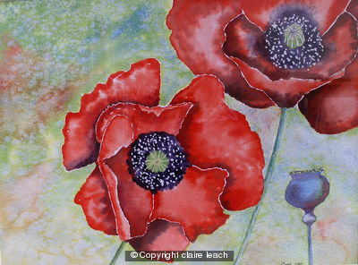 Poppy
