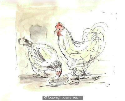 Chickens