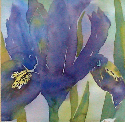 iris