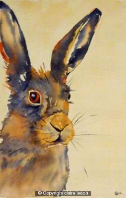 spring-hare