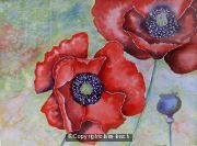 Poppy