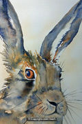 hare