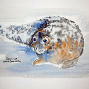 Seal at Donna Nook
