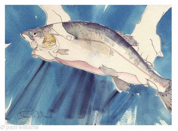Trout - A Fine Catch