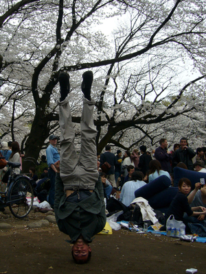 Cherry Blossom