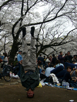 Cherry Blossom