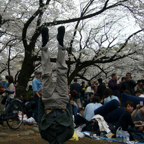 Cherry Blossom
