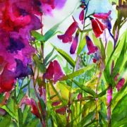 penstemons