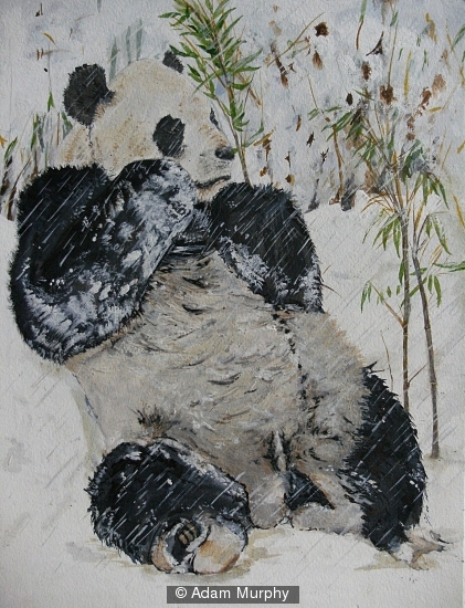 Panda and Bamboo