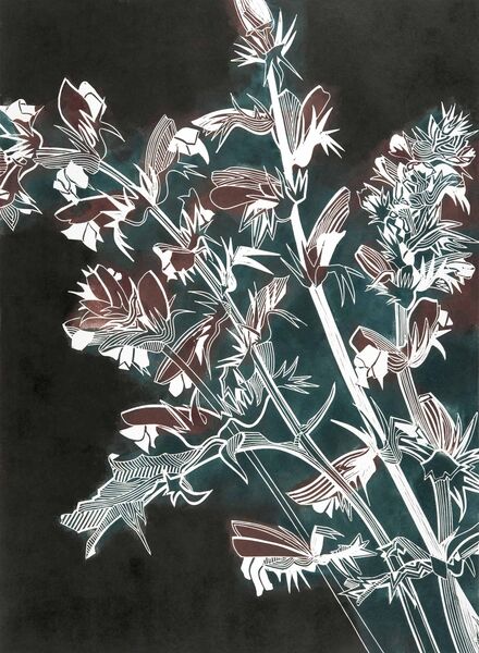 Acanthus