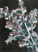 Acanthus