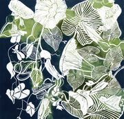 convolvulus