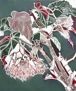 Begonia