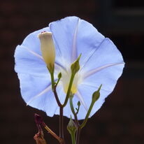 Blue days