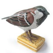 House Sparrow on Custard Cream