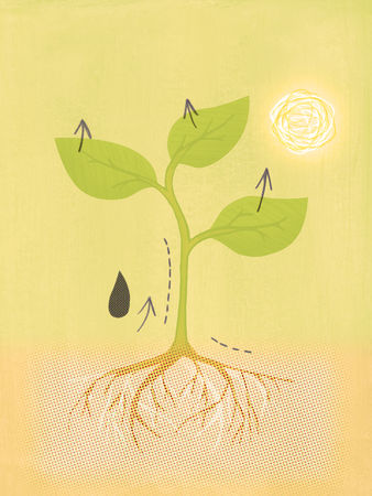 Transpiration