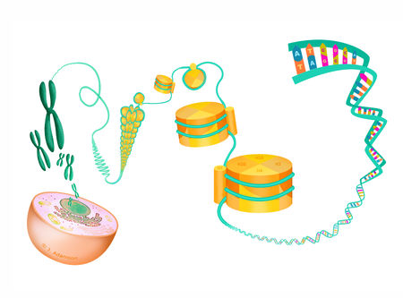 DNA packaging (manuscript illustration)