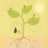 Transpiration