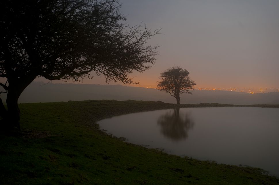 Three Trees
