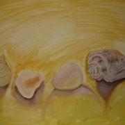 Shells and Stones