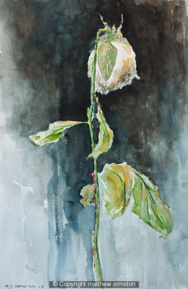 Dying Rose