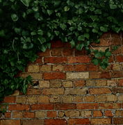 Ivy Wall