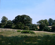Late Summer Meadow