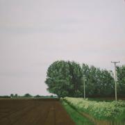 Early Summer Trees