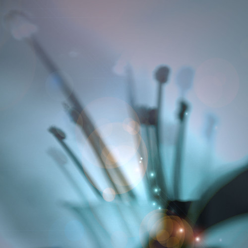 stamens inlight