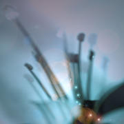 stamens inlight