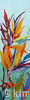 strelitzia--1
