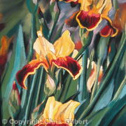 yellow iris