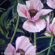 Pink Poppies
