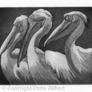 Three Pelicans