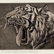 Tiger Yawn