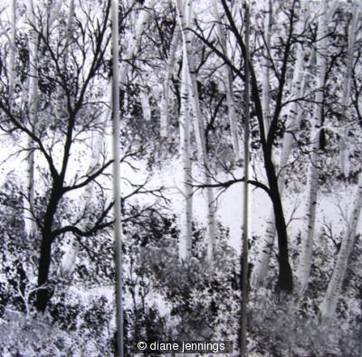 Path Through The Birch Trees