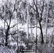 Path Through The Birch Trees