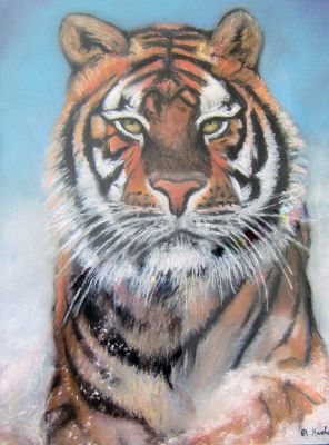 Tiger in the snow