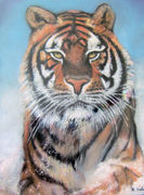 Tiger in the snow