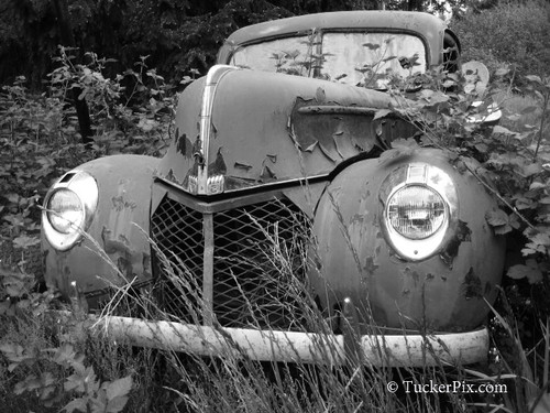 Out to pasture