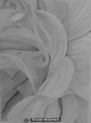 Dahlia petals