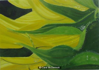 sunflowers
