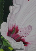 barnsley-mallow